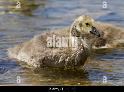 Belle isolé photo de poussins de la bernache du Canada la baignade dans le lac Banque D'Images