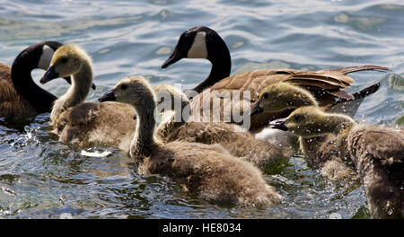 Belle isolé photo de poussins de la bernache du Canada la baignade dans le lac Banque D'Images