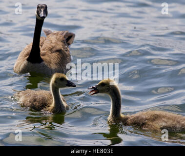 Belle isolé photo de poussins de la bernache du Canada la baignade dans le lac Banque D'Images