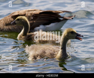 Belle isolé photo de poussins de la bernache du Canada la baignade dans le lac Banque D'Images