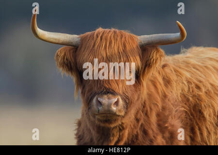 Vache Highland Banque D'Images