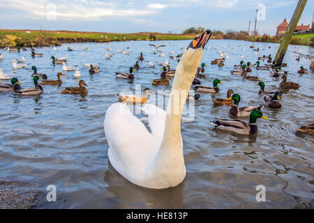 Cygne tuberculé, s/n, et des canards sur un étang à canards de Norfolk. Banque D'Images