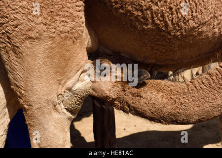 L'alimentation des veaux de chameau sur les soins infirmiers en vache dromadaire sunshine on ferme près de Shymkent Kazakhstan Banque D'Images