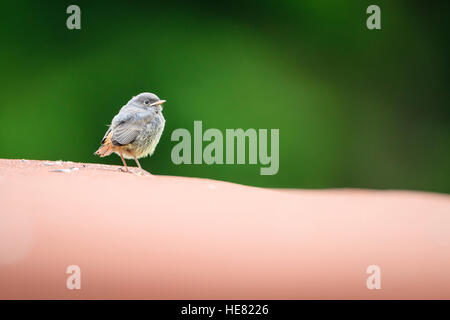 Rougequeue noir (Phoenicurus ochruros) sur un toit. Reit im Winkl. La Haute-bavière. L'Allemagne. Banque D'Images