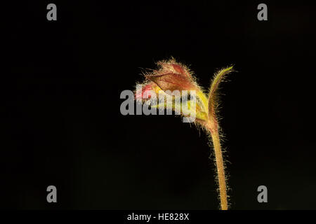 (Geum rivale benoîte de l'eau). Le parc national de Berchtesgaden. La Haute-bavière. L'Allemagne. Banque D'Images