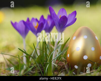 Crocus avec les oeufs de pâques sur meadow Banque D'Images