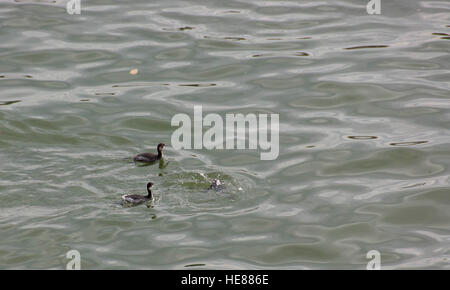 4 canards doux nager le long du Danube et attraper la nourriture Banque D'Images