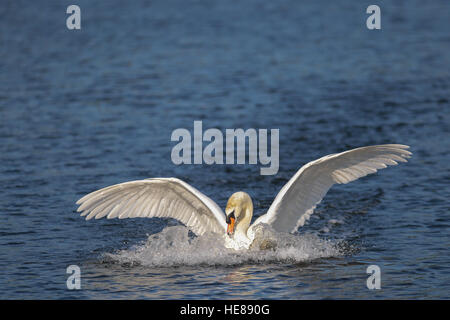Mute swan (Cygnus olor) terres dans l'eau, lac, Kemnade en Rhénanie du Nord-Westphalie, Allemagne Banque D'Images