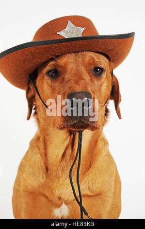 Labrador Retriever, homme, wearing cowboy hat avec sheriff star Banque D'Images