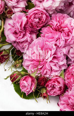 Droit de roses roses isolated on white. Banque D'Images