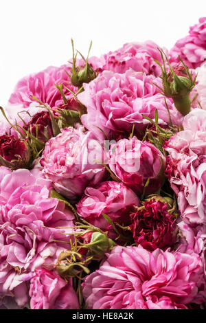 Droit de roses roses isolated on white Banque D'Images