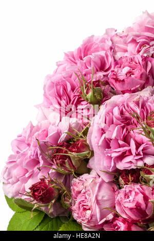 Droit de roses roses isolated on white. Banque D'Images