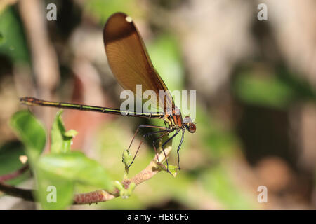 Demoiselle (Calopteryx haemorrhoidalis en cuivre), femme, près de Tarifa, Andalousie, espagne. Banque D'Images