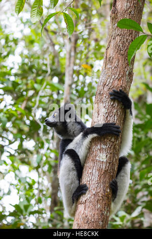 Lémurien noir et blanc (Indri Indri Indri), appelé le babakoto, pendus sur arbre dans son habitat naturel. L'Indri est le plus grand des lémuriens vivant. Andasibe - Anala Banque D'Images