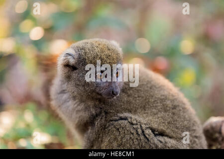 (L'est moindre hapalémur Hapalemur griseus) connu sous le nom de l'hapalémur gris gris et le lemur doux. Vakona Andasibe Madagascar Réserve privée. Banque D'Images