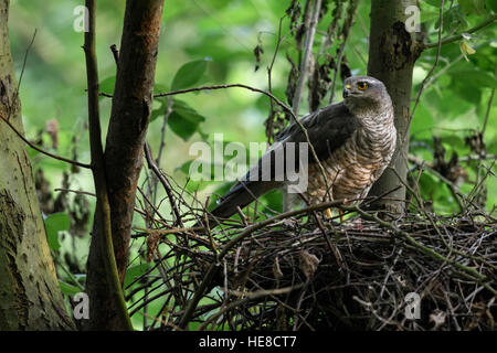 Fauve ( Accipiter nisus ), femelle adulte, perché sur le bord de son nid d'aigle, regardant autour avec attention, vue de côté. Banque D'Images