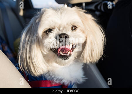 Chien blanc poilu Smiling Out Maltese Banque D'Images