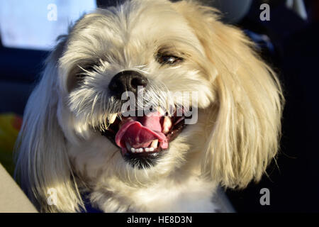 Chien blanc poilu Smiling Out Maltese Banque D'Images