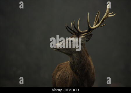 Red Deer à Richmond Park, Londres, Angleterre. Banque D'Images