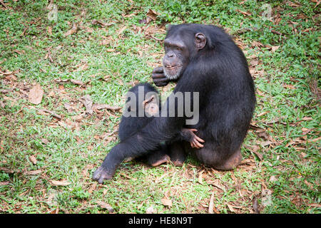 Mère chimpanzé avec son bébé dans le sanctuaire de Tagugama les chimpanzés, qui vivaient dans des maisons privées sont prêts à être retournés à la nature Banque D'Images