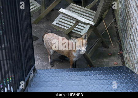 Urban fox en jardin à l'arrière de la maison à Camden Town Londres montrant comment ils sont confortables avec l'environnement urbain. Banque D'Images