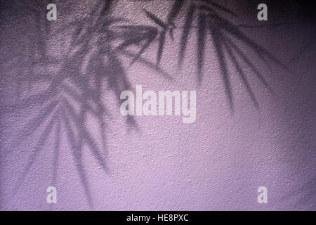 Ombre de feuilles de bambou sur mur rose Banque D'Images