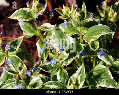 Brunnera macrophylla 'Variegata' Vipérine commune de Sibérie Banque D'Images