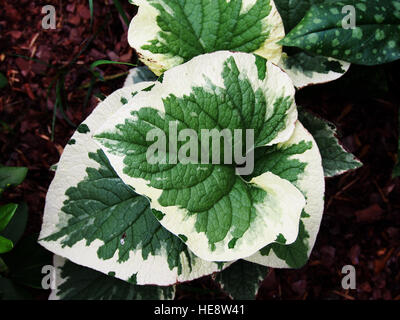 Brunnera macrophylla 'Variegata' Vipérine commune de Sibérie Banque D'Images