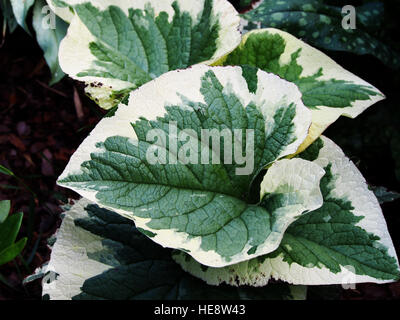 Brunnera macrophylla 'Variegata' Vipérine commune de Sibérie Banque D'Images