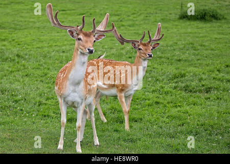 Cerfs en jachère dans une clairière Banque D'Images
