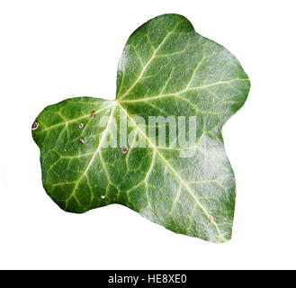 Atlantique - Hedera hibernica lierre, lierre d'Irlande Banque D'Images