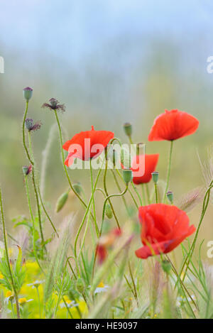 Domaine de fleurs coquelicot rouge vif Banque D'Images