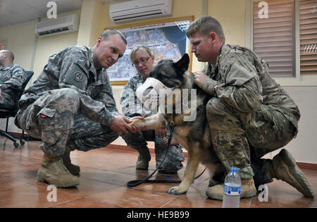 Lieutenant de l'armée américaine Justin Gilliam, 2/138ème régiment d'artillerie de la Marine américaine prend medic, chien de travail militaire du pouls d'Adela, 21 mai 2013, au cours d'une sous classe d'incendie Soins MWD enseignés par le capitaine de l'armée américaine Danielle Diamond (centre), Combined Joint Task Force-Horn of Africa cellule chirurgien vétérinaire. Bien que la Marine américaine Master-at-Arms 3 classe Ryan Ezell, Adela, gestionnaire de sa retenue au cours de l'enseignement en classe, il a assuré le diamant et medecins compris restreindre et une formation, MWD ou son conducteur, downrange nécessitera probablement beaucoup plus de difficulté. Tech. Le Sgt. Kelly blanc) Banque D'Images