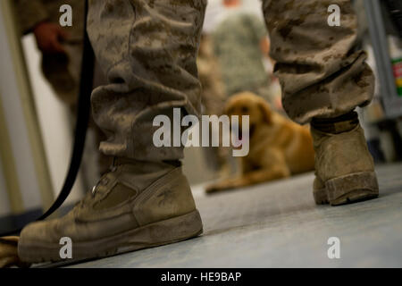 Un chien de travail militaire Marine Corps attend d'être examiné au Camp Sapadalure, Afghanistan, clinique vétérinaire, lors d'un contrôle physique de routine des chiens sur le camp. Le 358e Détachement médical Services Vétérinaires clinique est responsable de fournir des soins médicaux pour tous les MWDs sur le camp. Le sergent-chef. Adrian Cadix)(1992) Banque D'Images