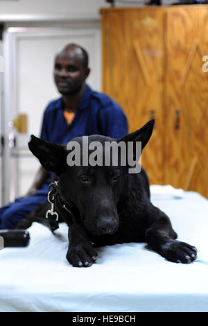 CAMP LEMONNIER, Djibouti (oct. 23, 2009) -, un Hektor K-9 djiboutienne chien de travail, s'endort après avoir reçu alors que l'anesthésie Omar Moumin, la police djiboutienne K-9 handler, attend avec lui dans l'établissement médical expéditionnaire ici, le 23 octobre. Une fois endormi, il va être radiographié et va subir une chirurgie pour un test de dépistage du cancer en raison d'une anomalie. Le sergent-chef. Carlotta Holley/libérés) Banque D'Images