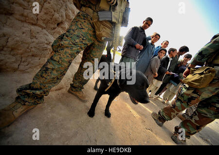 Un MARSOC Marine Chien détient une garantie sur le périmètre de Dizak, Farah Prov. Feb 25 tandis que les militaires de l'ANA livrer des fournitures scolaires aux écoles du village. De l'Armée nationale afghane 2/2/207e Kandak de l'armée italienne, l'Équipe de liaison et de mentorat opérationnel et les Marines de l'opération spécial marine conduite commande une patrouille de reconnaissance de combat à travers la région montagneuse de Farah. Le sergent Nicholas Pilch) Banque D'Images