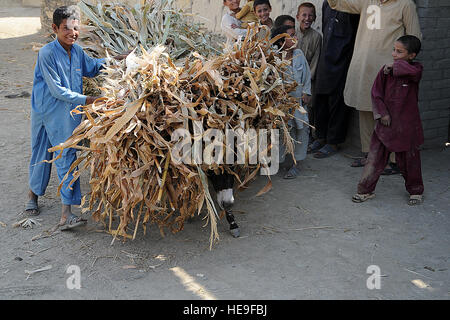 La province de Kunar, Afghanistan - un garçon afghan local cultures récoltées récemment transporte au sommet d'un âne près de l'école pour filles Narang, 13 octobre 2012. L'école est presque terminée, et les ingénieurs de Kunar, Équipe provinciale de reconstruction d'aider le gouvernement afghan local en procédant à des contrôles d'assurance qualité sur le projet de construction. L'EPR est composé de la marine des États-Unis, de l'armée américaine, U.S. Air Force et les civils qui travaillent aux côtés de représentants du gouvernement local pour reconnecter la population de l'Afghanistan avec leur gouvernement. Tech. Le Sgt. Christopher Marasky, PRT Kunar) Banque D'Images