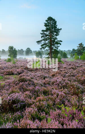 Blackheath bruyère commune sur un matin d'été misty Surrey Banque D'Images