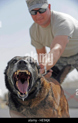 Un membre du 380e escadron des forces de sécurité expéditionnaires immobilise un chien de travail militaire malinois belge de 12 ans pendant des tâches opérationnelles de routine, soutenant la sécurité de la base et les opérations de manutention canine. Banque D'Images