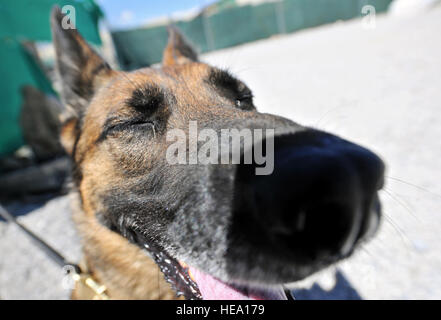 Ruth, 455 e Expeditionary Forces de sécurité militaire Groupe de chien de travail, prend une pause dans son parcours de l'air à Bagram, en Afghanistan, le 28 avril 2013. Le cours permet d'obstacles de différentes hauteurs pour obtenir des scénarios réalistes d'équipes MWD peuvent s'attendre lors d'une patrouille. Chris Willis) Senior Airman Banque D'Images