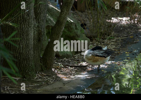 Canard d'Amérique canard siffleur (Anas americana) sur l'étang bank Banque D'Images