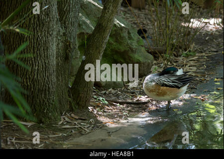 Canard d'Amérique canard siffleur (Anas americana) sur l'étang bank Banque D'Images