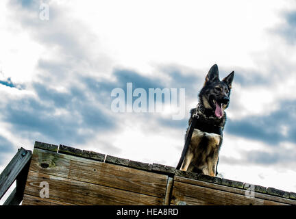 Military Working Dog Jaga, un berger allemand de trois ans affecté au 628e escadron des forces de sécurité, suit un parcours d'obstacles à la base interarmées Charleston, en Caroline du Sud, s'entraînant pour l'obéissance, la préparation au déploiement et les défis spécifiques à la mission. Banque D'Images