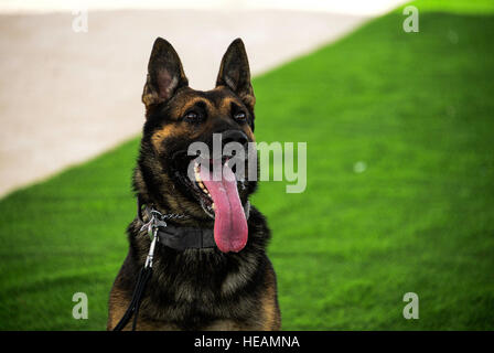 Grim, 379e Escadron des Forces de sécurité de la Force expéditionnaire du chien de travail militaire, s'en tient qu'il écoute ses commandes du gestionnaire au cours de la formation le 15 septembre 2016, à Al Udeid Air Base, au Qatar. Former leurs gestionnaires MWD attribué quotidiennement pour maintenir leur niveau de compétence de base et accroître leurs compétences. Le MWDs sont exposés à de nouvelles tâches en tant qu'outils de formation régulièrement et les techniques évoluent. Airman Senior Janelle Patiño Banque D'Images