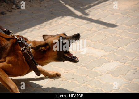 Un chien de travail militaire du 380e escadron des forces expéditionnaires de sécurité mène des exercices d’entraînement en Asie du Sud-Ouest pour pratiquer les techniques d’appréhension et d’intervention dans des environnements déployés. Banque D'Images