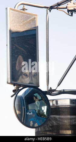 La ferraille, une fillette de 2 ans, Husky est assis patiemment à l'intérieur de la cabine d'un tracteur-remorque 4 mai 2015, à la 436e Escadron aérien sur Port Dover Air Force Base, Del. Scrap et son propriétaire, Michael Rhoden de No Limit Transport, LLC, Coweta, Okla., ramassé fret sur palettes nécessitant le transport au sol à la région du Midwest. Roland Balik) Banque D'Images