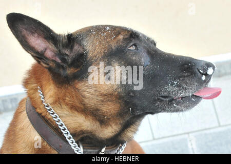 Iian, 8e Escadron des Forces de sécurité de chien de travail militaire, prend une pause de la formation validation avec son maître à Kunsan Air Base, République de Corée, le 4 janvier 2012. La meute de savourer leur premier jour de neige de l'année nouvelle. (U.S. Photo de l'Armée de l'air par la Haute Bretagne Airman Y. Auld/libérés) Banque D'Images