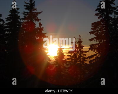 Magnifique coucher de soleil entre les sapins dans les montagnes. Ciel coucher de soleil en arrière-plan, les silhouettes des sapins à l'avant. La forêt. Banque D'Images