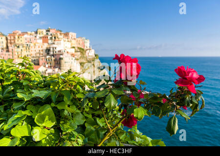 Roses rouges, Manarola ville, partie de Cinque Terre, et la mer Méditerranée au loin Banque D'Images