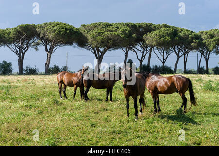 Des chevaux paissent sur un pré vert, des pins dans la distance Banque D'Images